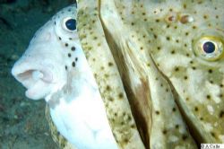 Puffer in grouper part 2. They both look a bit more stres... by Andy Colls 